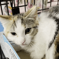 Cat Hiss Gif