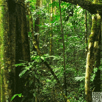 Amazon Forest Gif By c America Find Share On Giphy Amazon Forest Gif By c America Find Share On Giphy