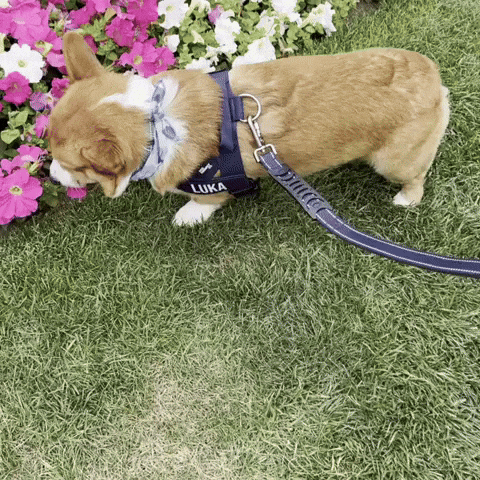 Flowers Corgi GIF