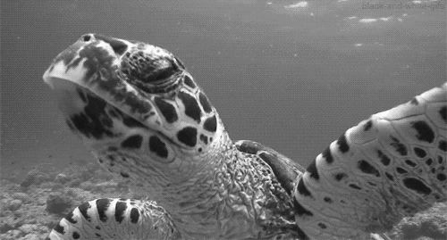 black and white turtle GIF