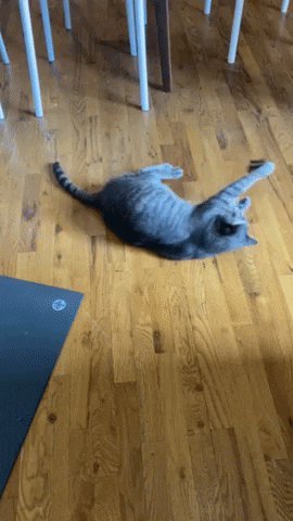 Cat Chicago GIF by See and Feel