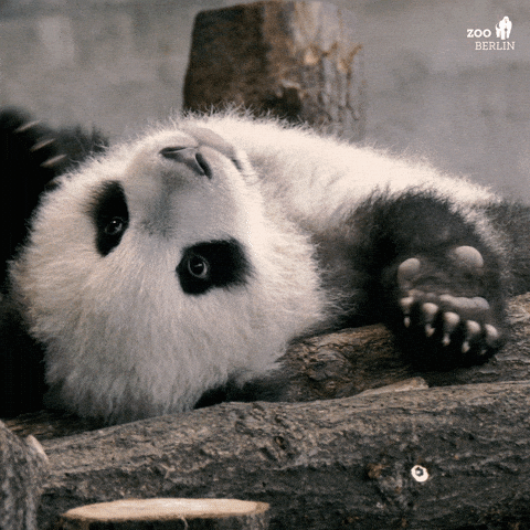 Babypanda Gifs Get The Best Gif On Giphy
