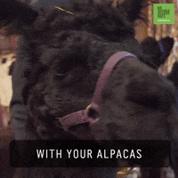Alpaca GIF by 60 Second Docs