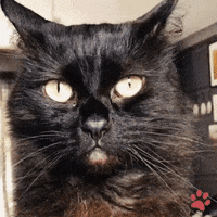 Black Cat Lick GIF by pawsr