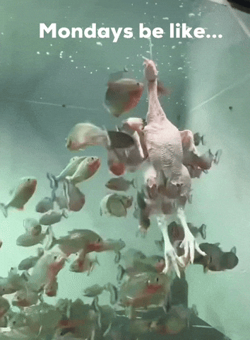 Monday Good Luck GIF