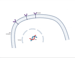 Cell Cycle Signaling GIF