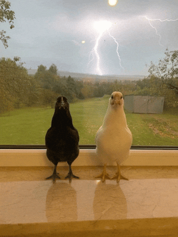 Black And White Chicken GIF