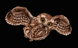 Christmas Owl GIF by Migros