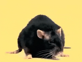 Боитесь крыс мышей грызунов