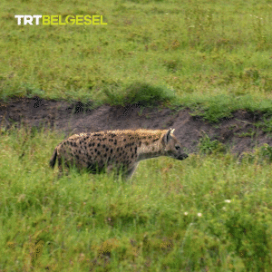 Hyena Tip Toe GIF by TRT