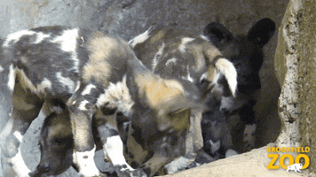 Tripping Excuse Me GIF by Brookfield Zoo