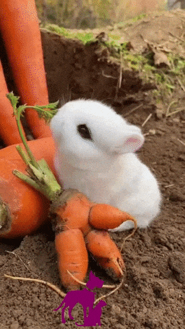 Cute bunny GIFs - Get the best GIF on GIPHY