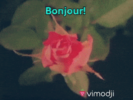Bonjour Bon Matin GIF by Vimodji