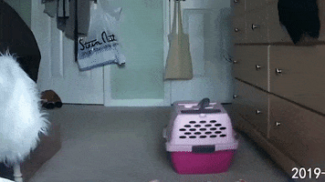 Forever GIF by Charli XCX