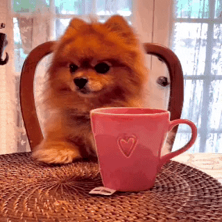 yogisinsta dog tea cute dog tea time GIF