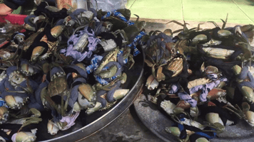 Food GIF