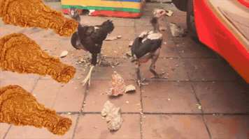 Chicken GIF