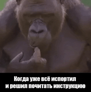 Monkey GIF