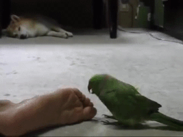 feet parrot GIF