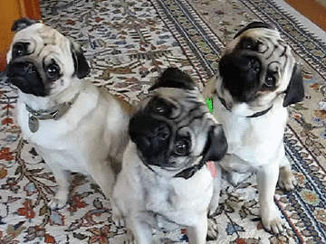 Confused Dog GIF - Find & Share on GIPHY