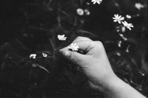 Cough Syrup Daisies GIF by Young The Giant