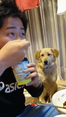 begging dog avoiding eye contact