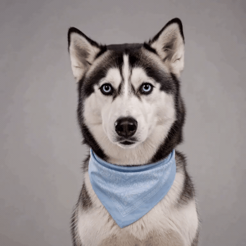 Question What GIF by Woofzara