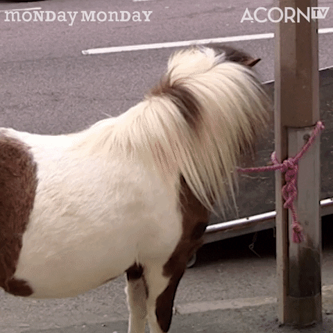 Good Morning What GIF by Acorn TV