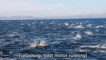 Ocean Dolphins GIF by Storyful
