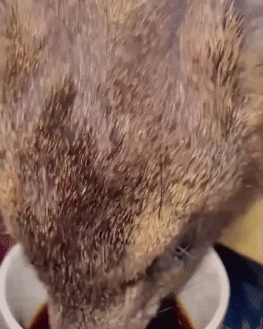 Rock Hyrax Drinking GIF