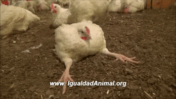 LaBlueGirl mexico vegan chicken vegano GIF