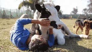 affection