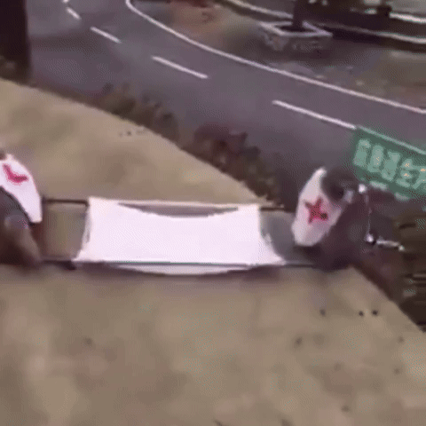 Monkey GIF
