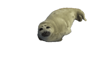 Baby Seal Sticker