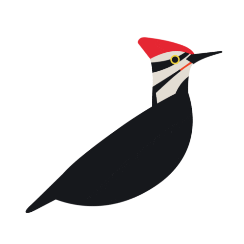 Pileated Woodpecker Birds Sticker by National Audubon Society