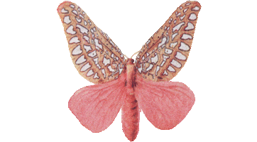 Butterfly Moth Sticker by Shambhala Music Festival