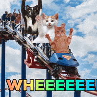 Meme Cats GIF by Nebraska Humane Society