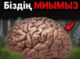 Қазақша Мемдер GIF