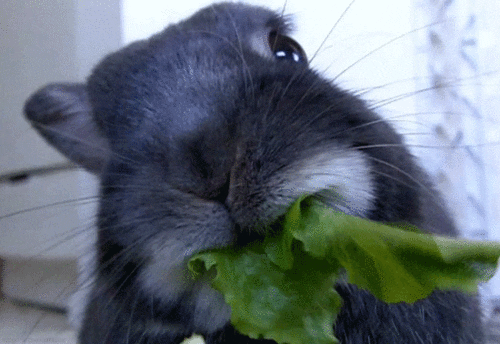 Food Eating GIF - Find & Share on GIPHY