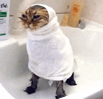 Video gif. A wet cat, eyes narrowed in annoyance, sits in a bathtub wrapped tightly in a towel, frozen in rage.