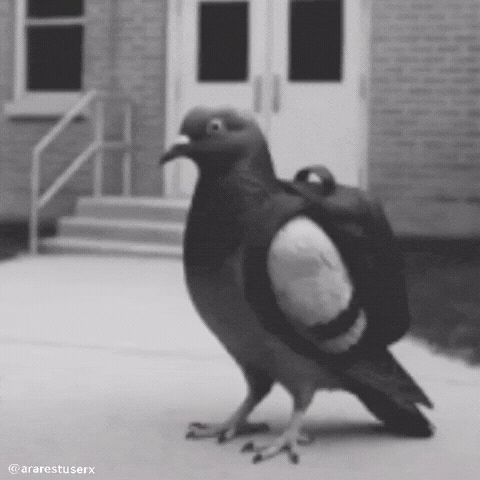 Ararestuserx GIF