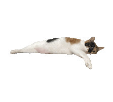 Sleepy Tea Sticker