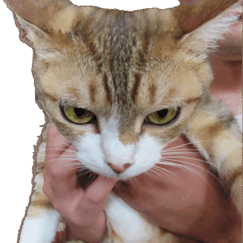 Cat 猫 GIF