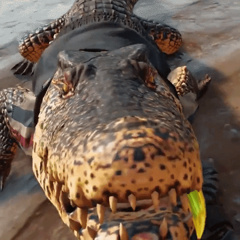 Crocodile Alligator GIF by Far Cry 6