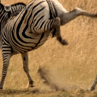 Pbs Nature Animales GIF by Nature on PBS