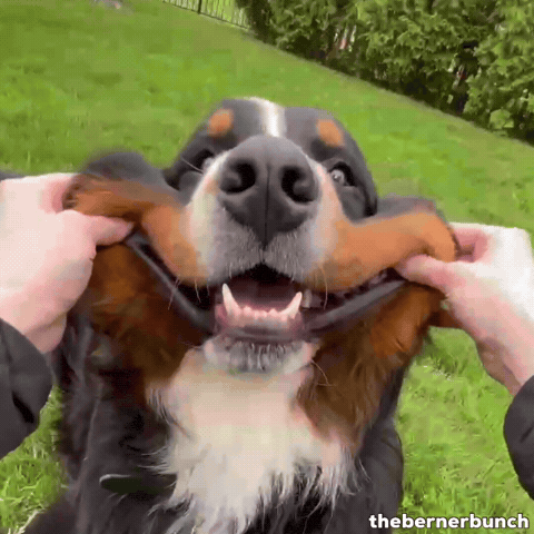 Bernese Mountain Dog GIF