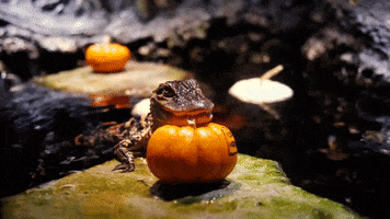 Halloween GIF by Georgia Aquarium