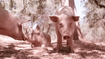 Happy Walking GIF by Mercy For Animals