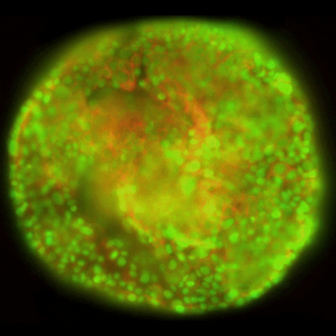 LeicaMicrosystems thunder cell laboratory microscope GIF