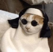 Cat Reaction GIF